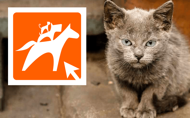 Animal Webaction